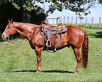 quarter-horse-for-sale