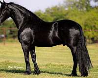 athletic-friesian-horse