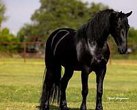 cross-friesian-horse