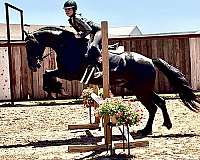 dressage-friesian-horse