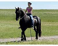 flashy-friesian-horse