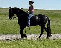 husband-safe-friesian-horse