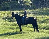 jumping-friesian-horse