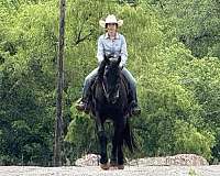 parade-friesian-horse