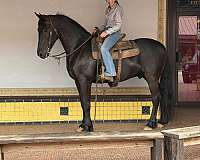 performance-friesian-horse