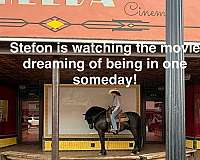 ridden-english-friesian-horse