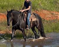 ridden-western-friesian-horse