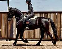 show-friesian-horse
