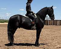 trail-friesian-horse