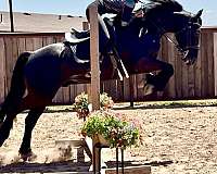trail-riding-friesian-horse