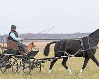 black-athletic-horse