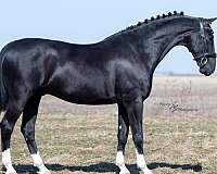 black-driving-horse