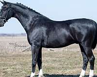 black-flashy-horse
