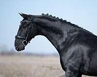 black-husband-safe-horse