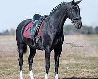 black-parade-horse