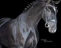 black-performance-horse