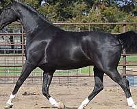 black-ridden-english-horse