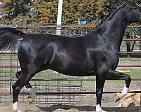black-ridden-western-horse