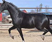 black-show-horse