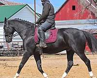 black-sporthorse