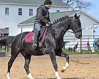 black-sport-horse