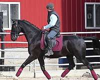 black-trail-horse