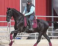 black-trail-riding-horse