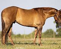 athletic-quarter-horse