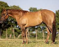 flashy-quarter-horse