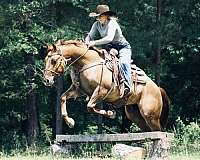 performance-quarter-horse
