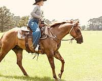 ranch-quarter-horse