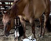 roping-quarter-horse