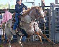 athletic-appaloosa-horse