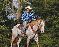 husband-safe-appaloosa-horse