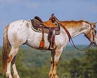 kid-safe-appaloosa-horse