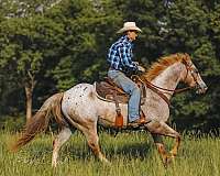ranch-appaloosa-horse