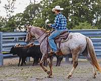 ranch-work-appaloosa-horse