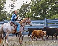 roping-appaloosa-horse