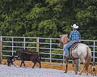 show-appaloosa-horse