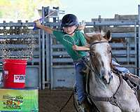 trail-appaloosa-horse