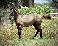 shoulder-shading-horse