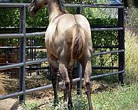 grulla-shoulder-shading-horse