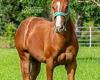 all-around-quarter-horse