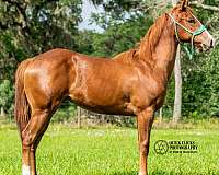 barrel-racing-quarter-horse
