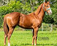 barrel-quarter-horse