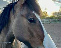 western-dressage-pinto-horse