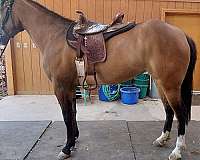 dun-w-blk-points-working-equitation-horse