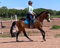 working-equitation-pinto-horse