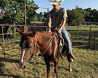 doc-tari-stallion