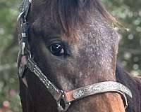 jumper-appaloosa-appendix-horse